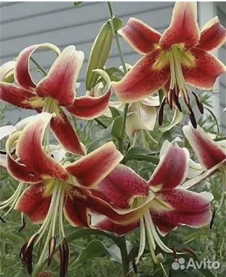 Лилия Шахерезада