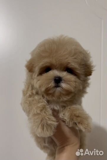 Мальтипу Лучшие