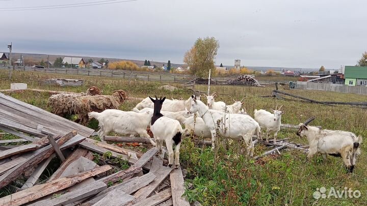 Козочка,козлята