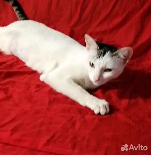 Кошечка в добрые руки