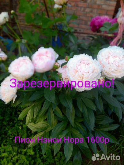 Пионы сортовые