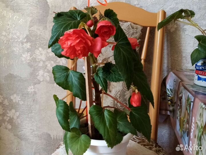 Бегонии клубневые, большие и маленькие