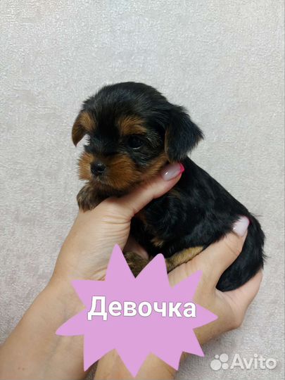 Йоркширский терьер щенки