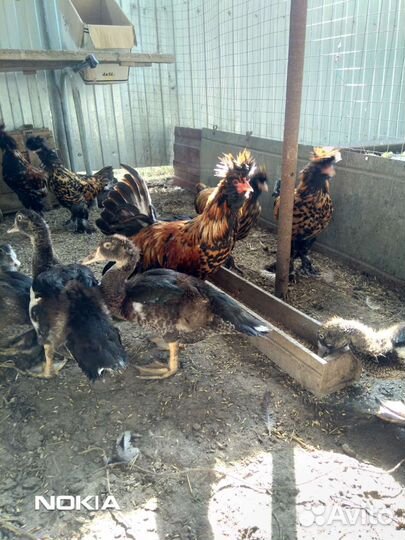 Карликовые курочки