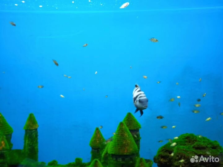 Аквариумные рыбки - цихлазома чернополосая