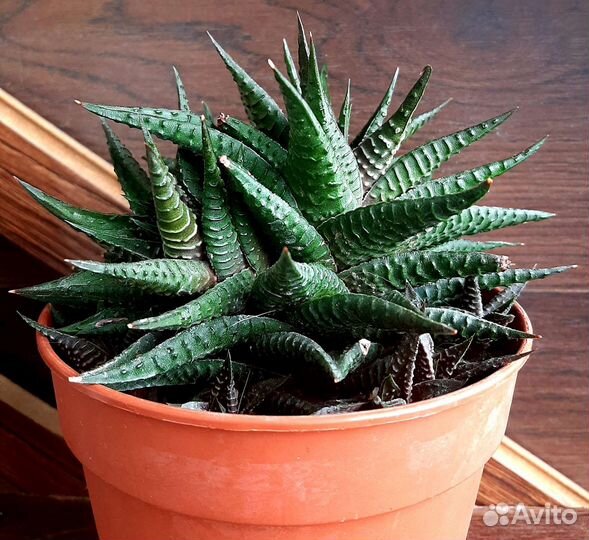 Хавортии лимифолия и извилистая