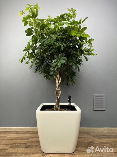 Шефлера H 160