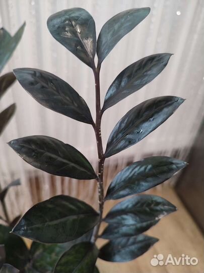 Замиокулькас Супер Нова