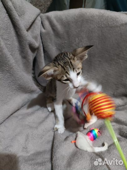 Ориентальный малыш