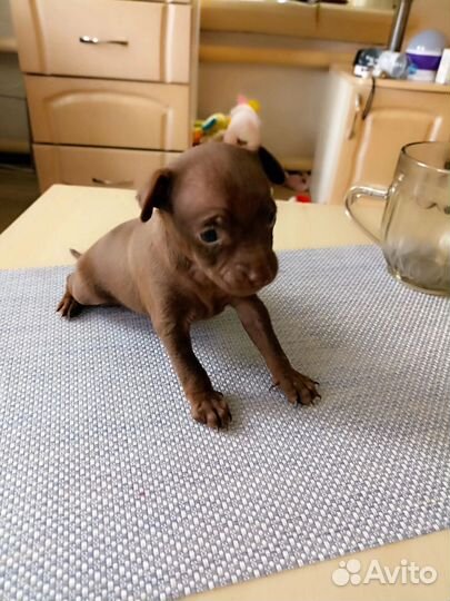 Мини той-терьер