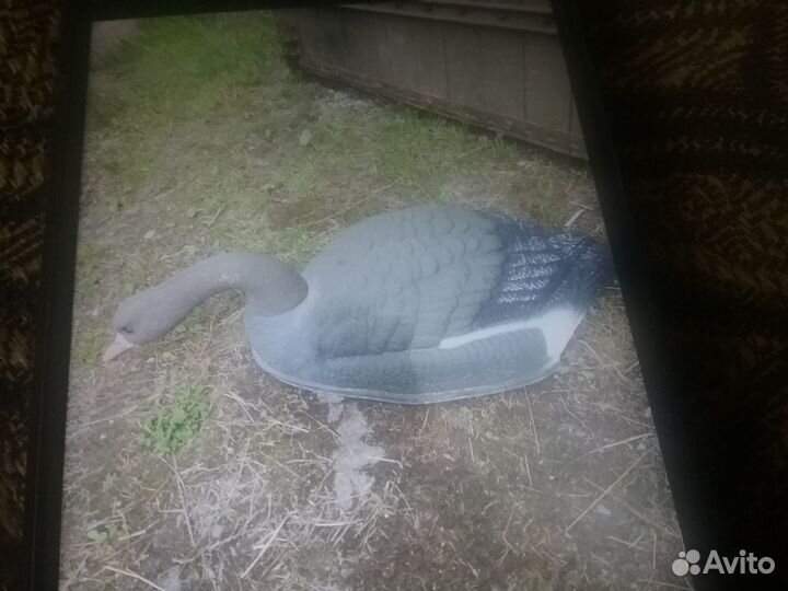 Продам профиля гусей