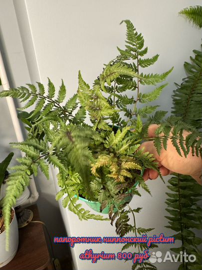 Папоротники различнве