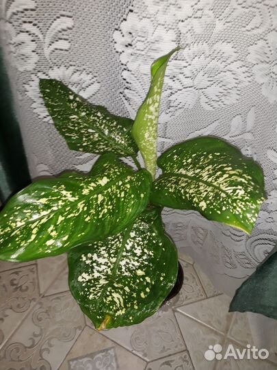 Диффенбахия ей 5 лет