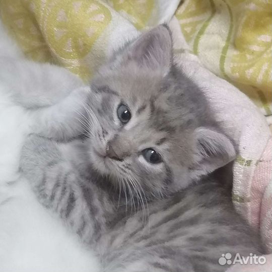 Котята в дар