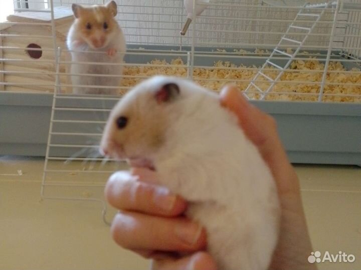Продам двух Хомяков и клетку со всем за 5000