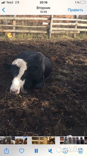 Домашние животные