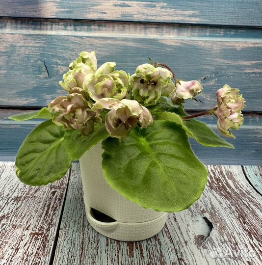 Фиалка (детки, стартеры)