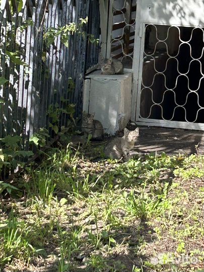 Малыши нуждаются в доме