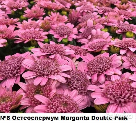 Остеоспермум вегетативный продаю