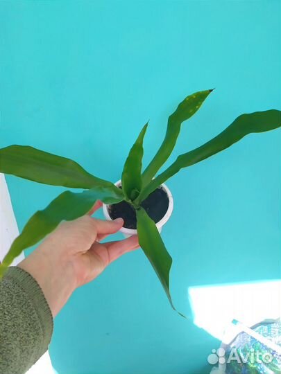 Комнатные домашнее растение