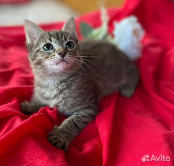 Котенок Проша