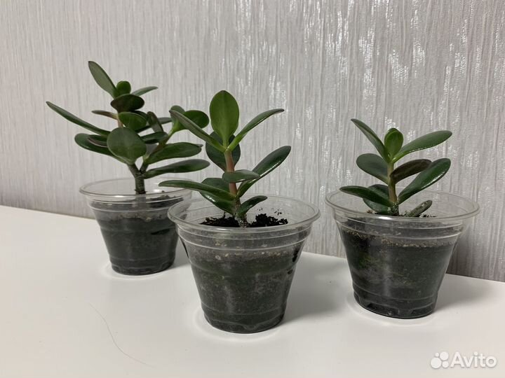 Комнатные растения денежное дерево Толстянка