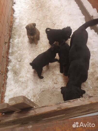 Собака в добрые руки отдам бесплатно