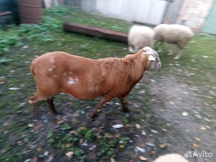 Барашки катумские