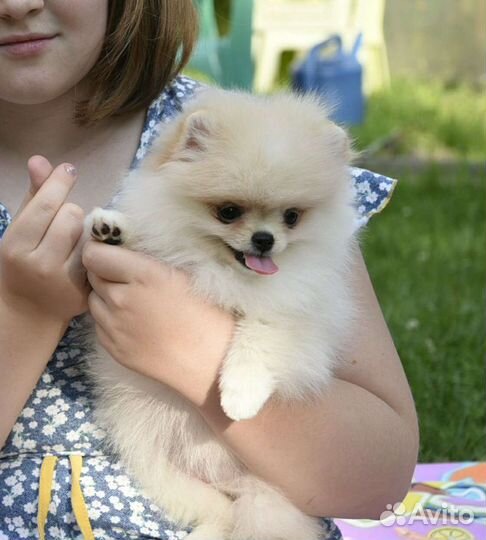 Померанский шпиц девочки