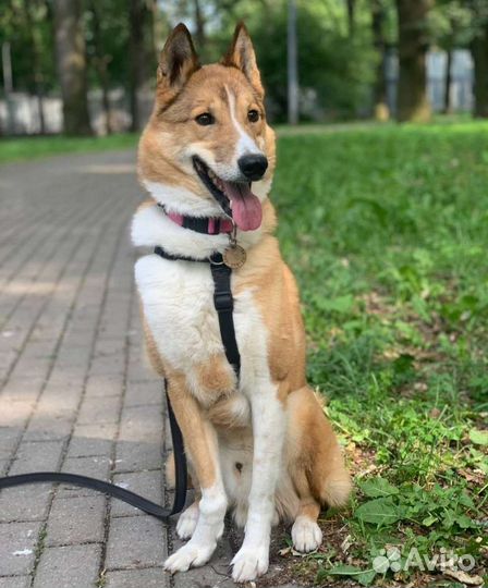 Западно сибирская лайка в добрые руки