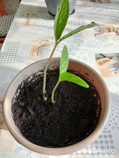 Замиокулькас