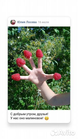 Саженцы малины