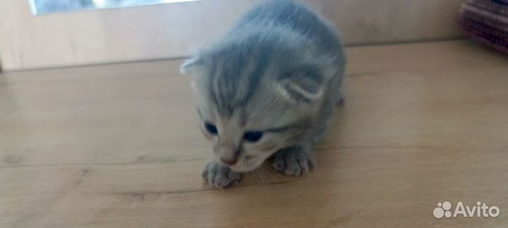 Котята в добрые руки мальчики