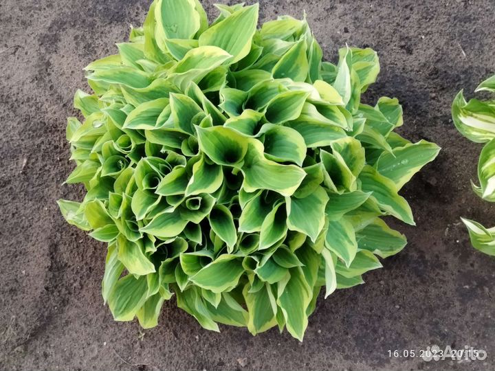 Хоста Золотая тиара Golden Tiara