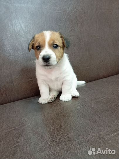 Щенки джек Рассел терьер