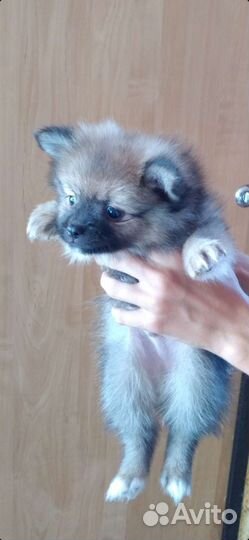 Померанский шпиц