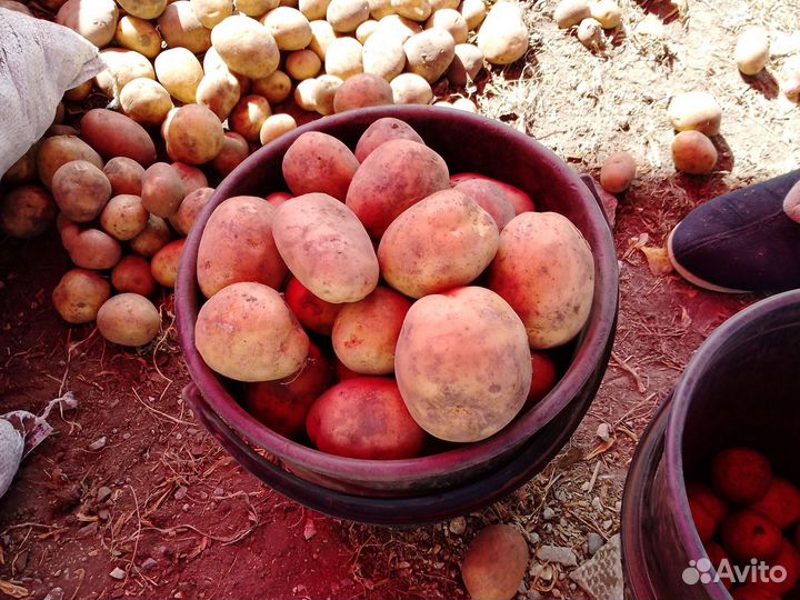 Картофель крупный