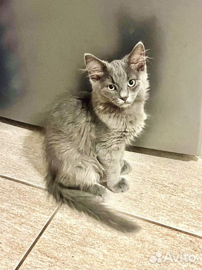 Пушистый серый котёнок