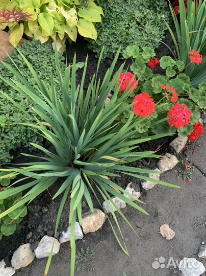 Ирис сибирский Пинк Парфе