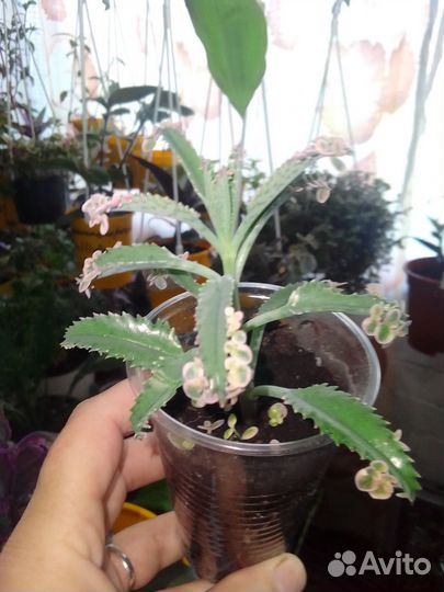 Каланхоэ,розовые бабочки