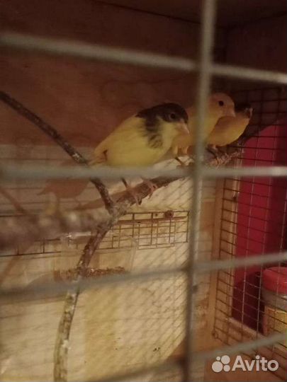 Продаются кенары