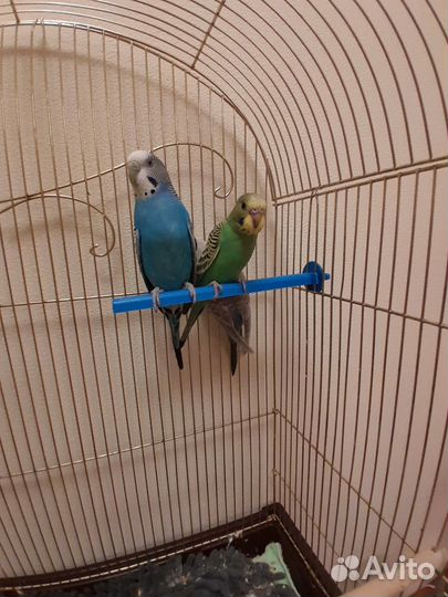 Волнистый попугай, самочки