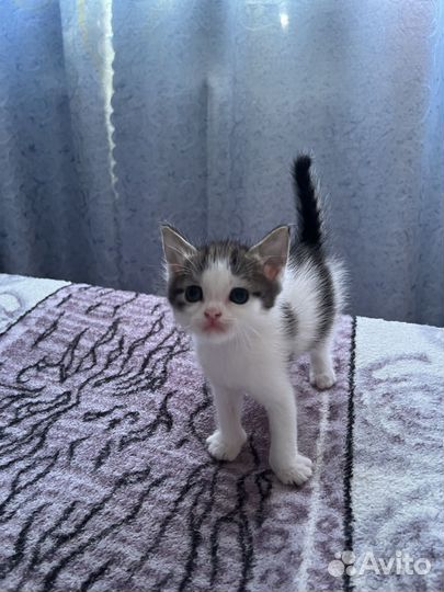 Три кота в добрые руки