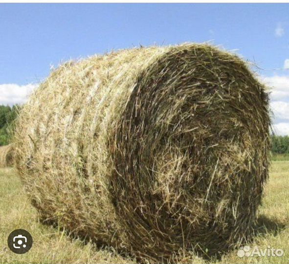 Сено в тюках