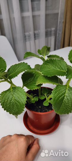 Комнатная мята Колеус