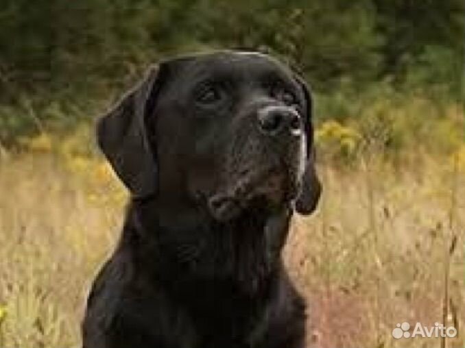 Щенки Лабрадор + Ретривер