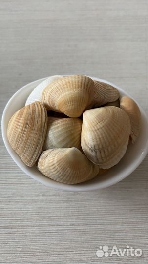 Морские ракушки раковины