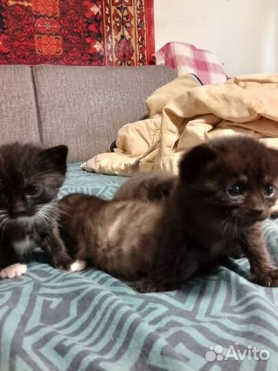 Котята пасхальные