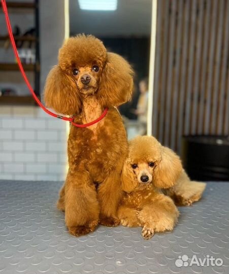 Груминг.Груминг салон The Pet Loft