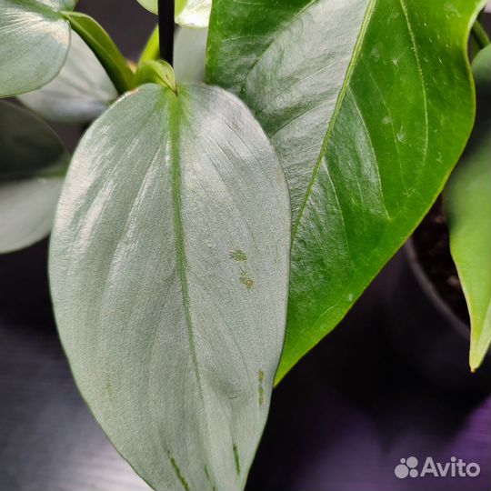 Филодендроны, ч. 1